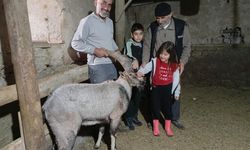 Yaylada yaralı keçi buldu, sahip çıktı