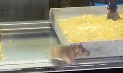 Börek tezgahındaki fare şok etti!