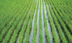 Kuraklık vurdu! Bursa'da Çeltik ekimine yasak geldi