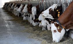 Kesilecek hayvan kalmadı, kırmızı et fırladı