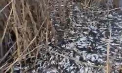 Bursa'da balık ölümleri korkuttu