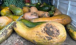 Bursa'nın örnek okulunda 30 kiloluk kabak yetiştirildi