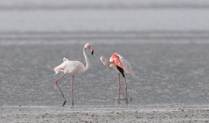 Flamingoların dansı büyüledi