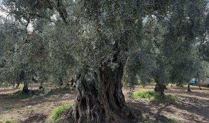 Asırlık zeytin ağaçları kıskandırıyor