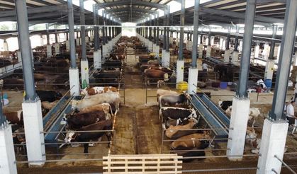 Bursa İnegöl'de şap tehlikesi, pazar kapatıldı