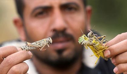 Bursa'da çekirgelerle mücadele başladı