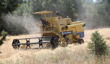 Dağ ilçeleri üretimle kalkınacak, Siyez hasatı başladı