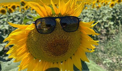 Bursa'nın verimli ovasında görsel şölen