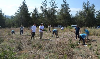 Çeşitli suçlardan hüküm giyenler, Bursa'da fidan dikti