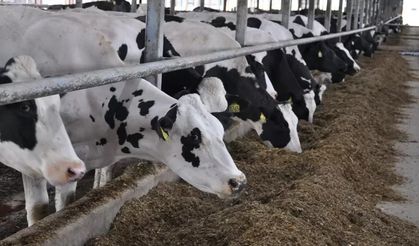 Şap hastalığı hayvancılığı vurdu