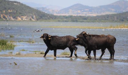 Acı tablo, hayvancılık bitiyor