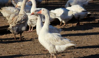 Hobi olarak başladı, şimdi sürü sahibi
