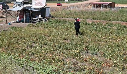 Aracıyı ortadan kaldırdı, vatandaş tarladan topladı