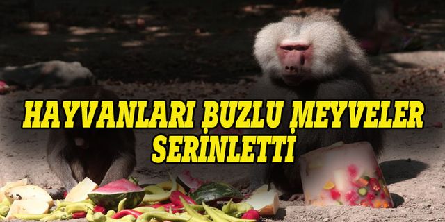 Bursa'da hayvanlar buzlu meyvelerle serinledi