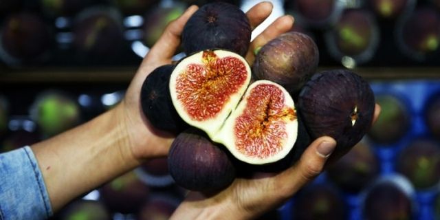Yazgan: Bursa inciri ekonomiye katkı sağlıyor