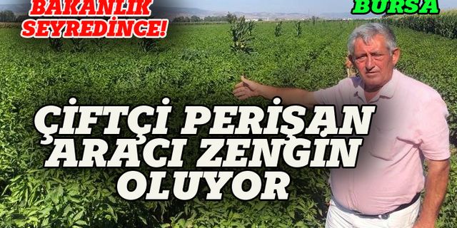 Bursa'da çiftçi perişan, aracı zengin oluyor!