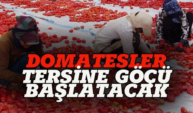 Bitlis'in domatesleri tersine göçü başlatacak