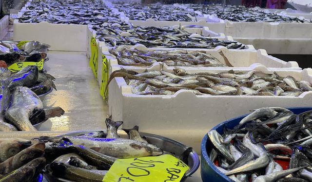 Balıkçıların palamut sevinci