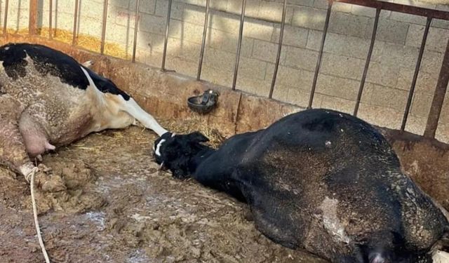 İnekler elektrik akımına kapıldı!