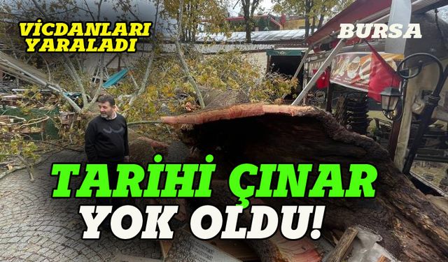 Bursa'da tarihi mekanındaki çınar yok oldu!