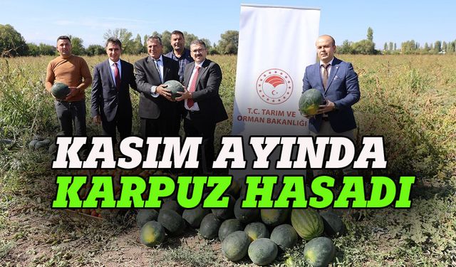 Kasım ayında karpuz hasadı