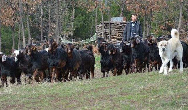 Keçi hırsızı yakalandı!