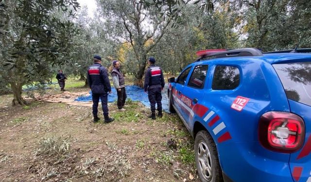 Bursa'da zeytin hırsızlarına yönelik tedbirler arttırıldı