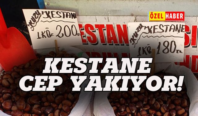 Kestane  cep yakıyor