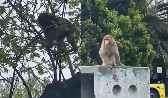 Maymun firar etti, ortalığı karıştırdı!