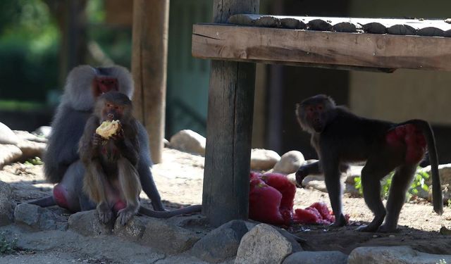 Maymunları dondurmayla beslediler
