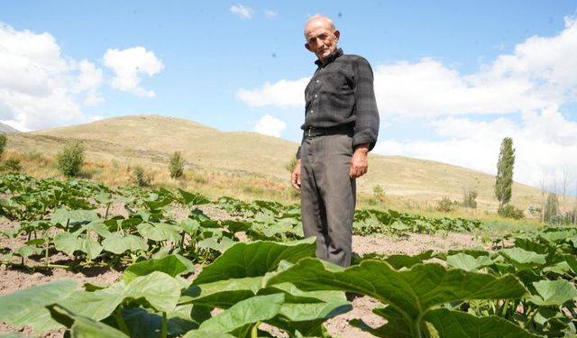 Yerli tohumla 'asil' lezzetler ortaya çıktı