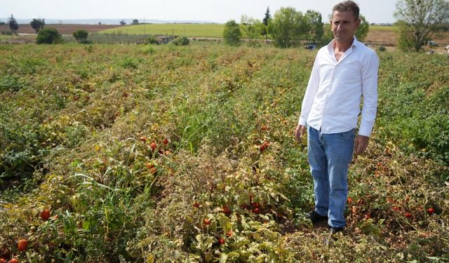 Satamadığı domatesleri bedava dağıttı