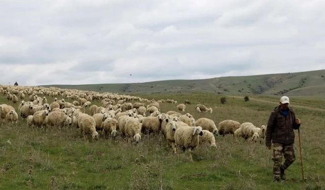 Hayvancılık bitiyor, yerli çoban karaborsa!