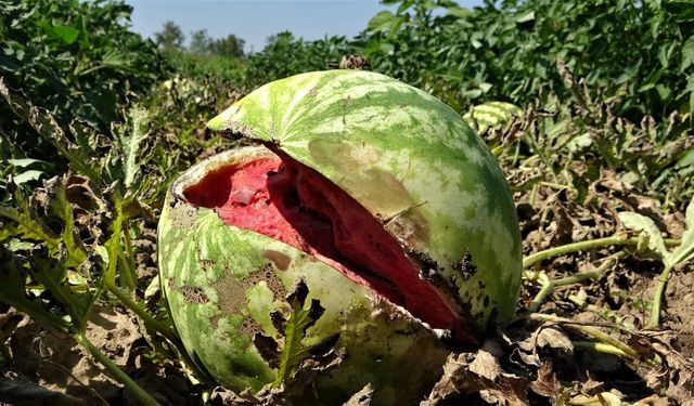 Bursa'da çiftçiler zarar etti!