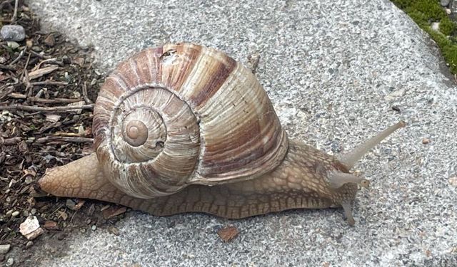 Salyangozlar ekmek kapısı oldu