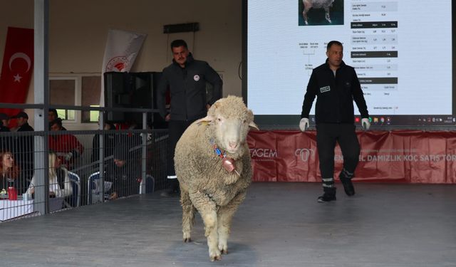 Damızlık koç satışında dudak uçuklatan rakam!