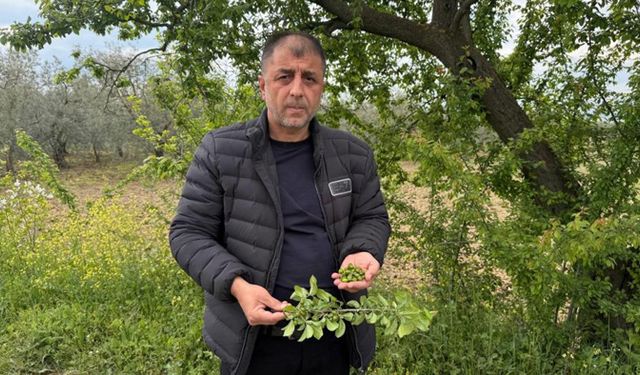 Tarım alanlarını don vurdu, zarar 1 milyar