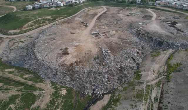 Bursa'daki köpek katliamıyla ilgili belediyeden açıklama yapıldı