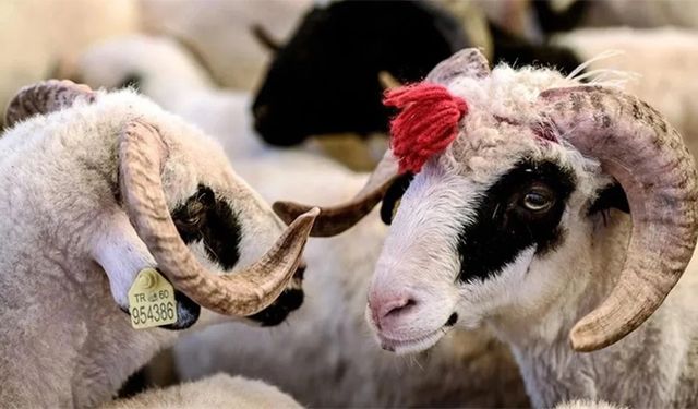Küçükbaş kurban kesim bedeli açıklandı