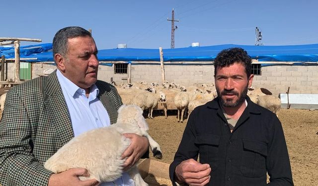Çiftçi borç bataklığında, hayvanları haciz ediliyor