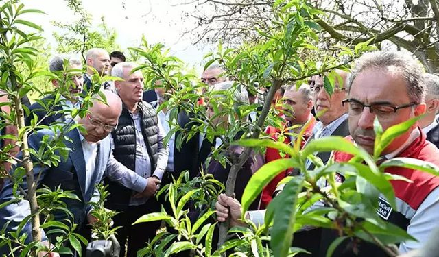 Zirai dondan zarar gören çiftçiye destek geliyor