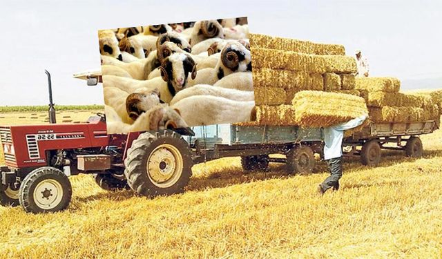 Samana zam geldi, kurbanlık fiyatları cep yakacak