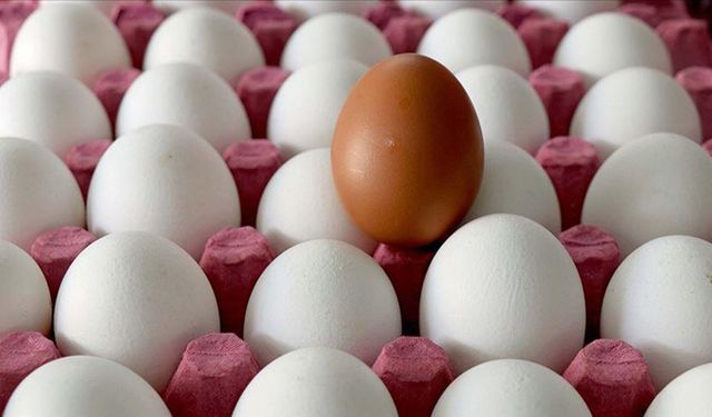 Yumurta fiyatlarında dikkat çeken düşüş