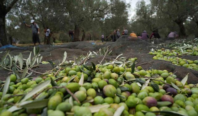 Marmarabirlik, zeytin üreticisinin alacaklarını ödeyecek