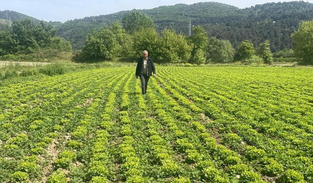 DSİ, Bursa'daki çiftçileri mağdur etti!
