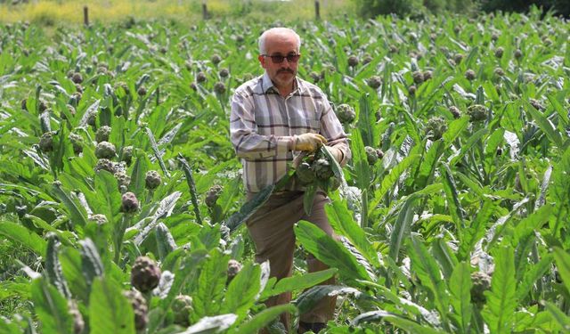 Enginar Bursa'da çiftçinin yüzünü güldürdü