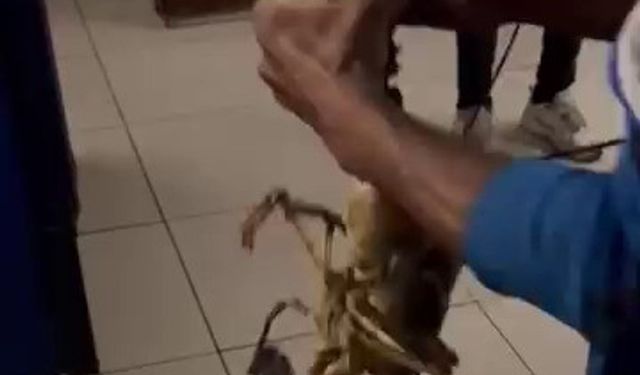 Böylesi ilk defa yakalandı, balıkçılar şaşırdı