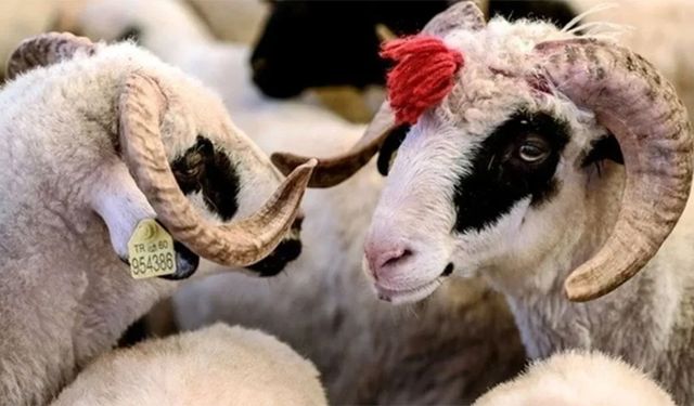 Kurban Bayram tatili kaç gün oldu?