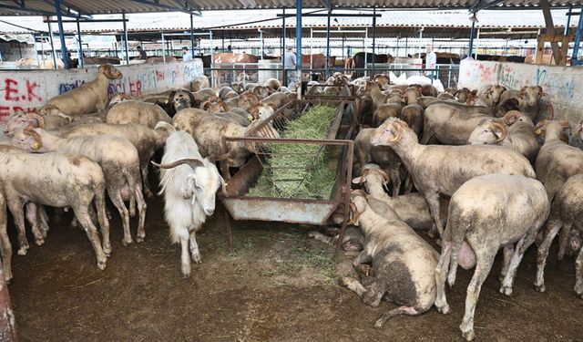 Bursa'da kurban kesim alanları belirleniyor
