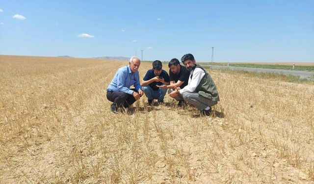 Kuraklık  hububatı vurdu, verim dip yaptı